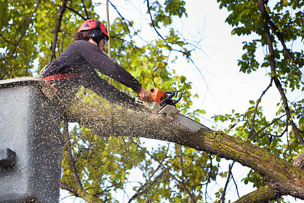 Best Emergency Tree Removal  in Lake Of The Woods, IL