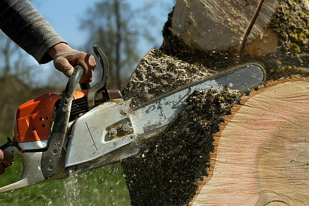 Professional Tree Services in Lake Of The Woods, IL